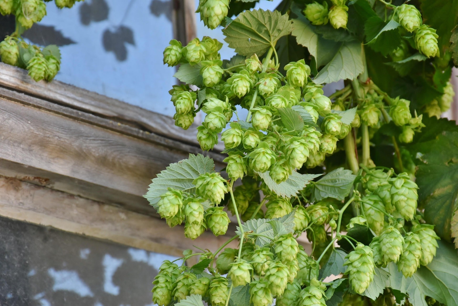 Plants de Houblon Ornemental — Pergola, Treillis et Aménagement Paysager