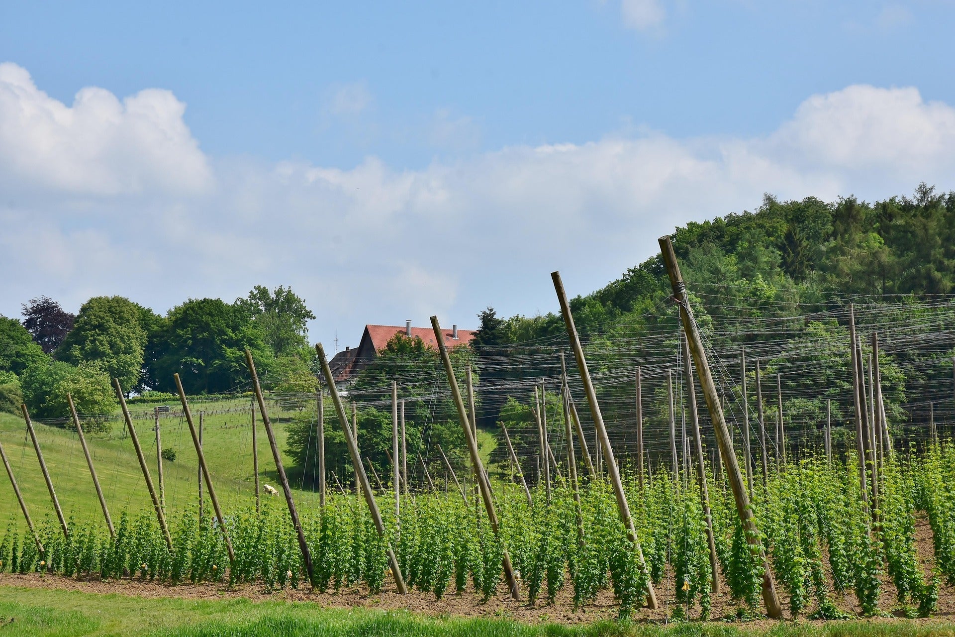 Plants de Houblon pour Houblonnière