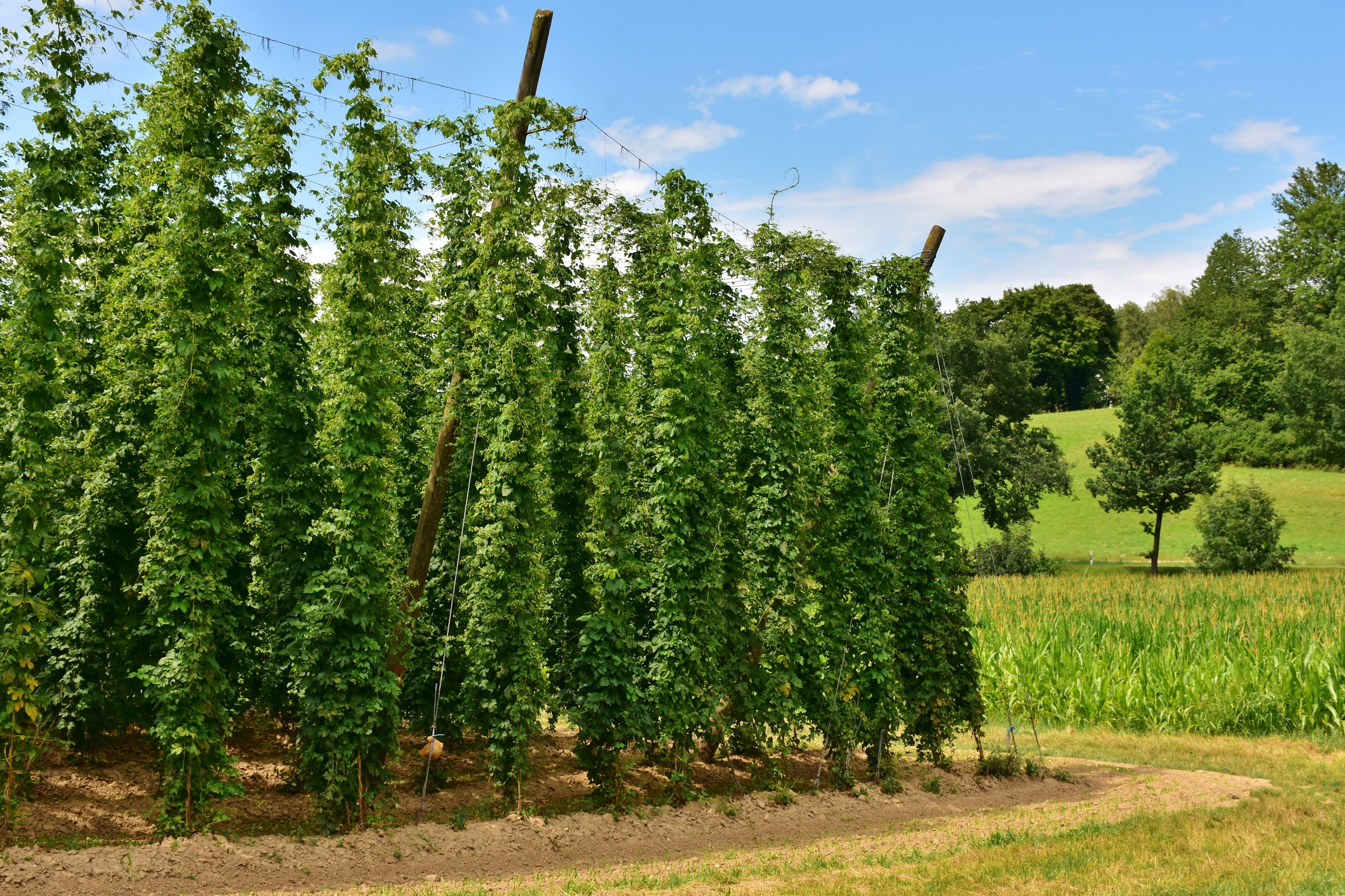 Houblon pour Brasseur Amateur — Cultiver son Houblon Maison