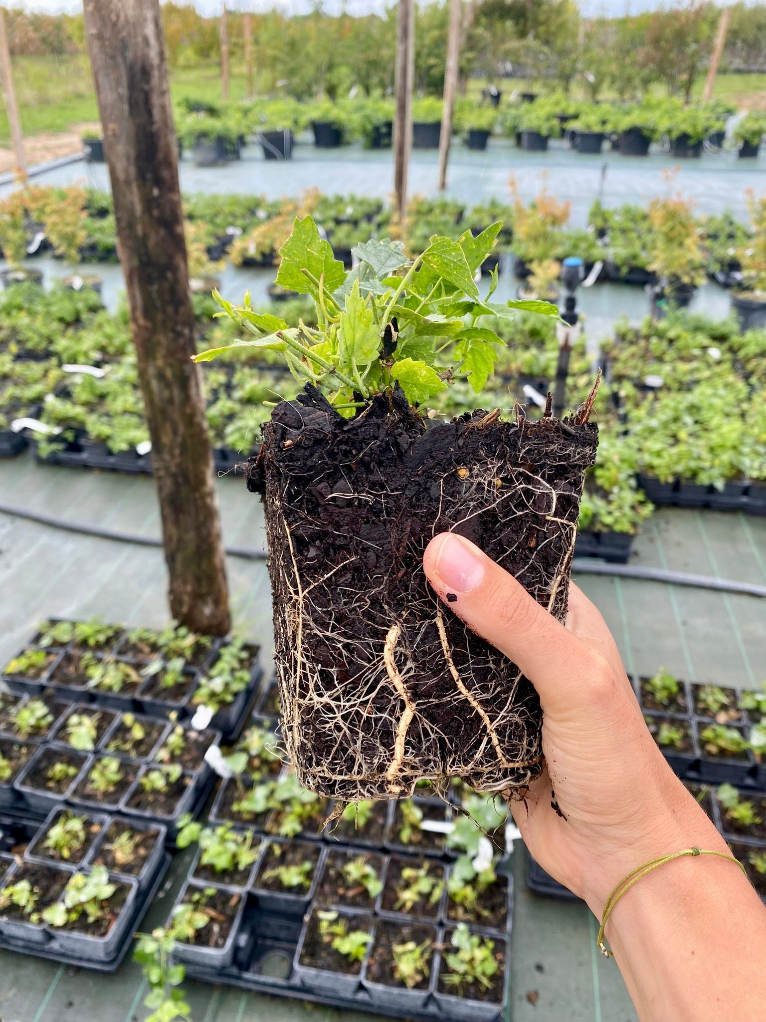Plant de houblon variété Fuggle pot 1L