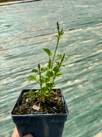 Plant de houblon variété Fuggle pot 1L