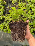 Plant de houblon variété Fuggle pot 1L