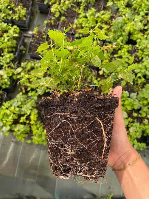 Plant de houblon variété Cascade pot 1L