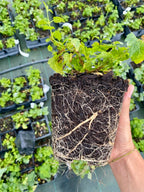 Plant de houblon variété Fuggle pot 1L
