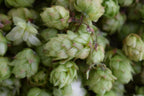 Plant de houblon variété Fuggle pot 1L